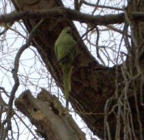 Parakeet in Hampstead Heath