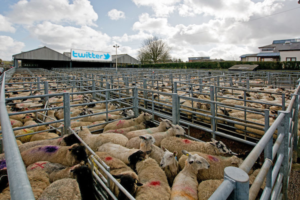 Twitter user domestication (Sheep at South Molton Livestock Market)